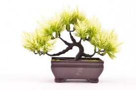 Mini bonsai 3 colores 3203 (1).jpg